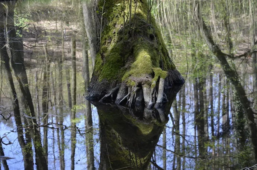 #5 Leo (July 23 &ndash; August 22): The Honey Island Swamp Monster (Image Credits: Unsplash)