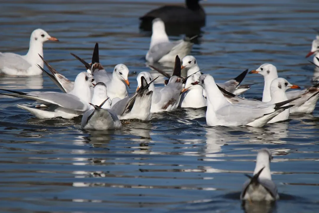 Step 6: Watch How the Bird Moves and Behaves (Image Credits: Unsplash)