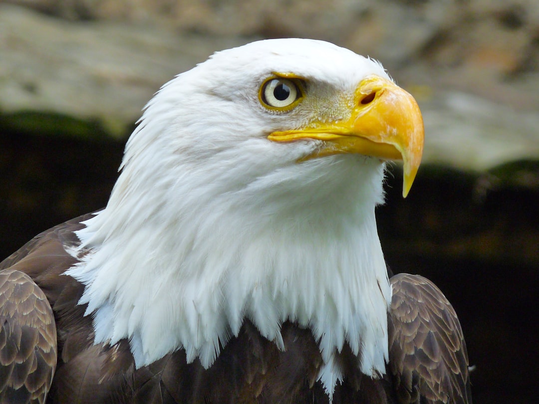 Eagles: The Sky's Master Scouts (Image Credits: Unsplash)