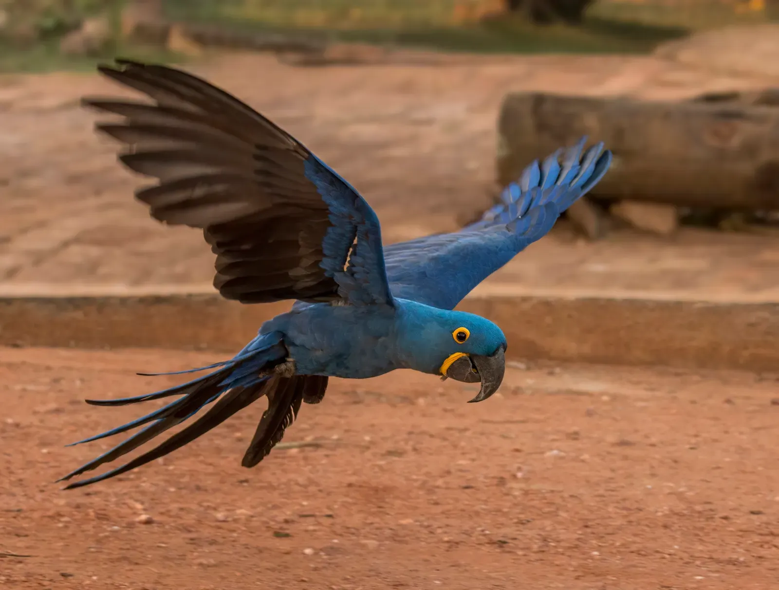Hyacinth Macaw (Image Credits: Wikimedia)