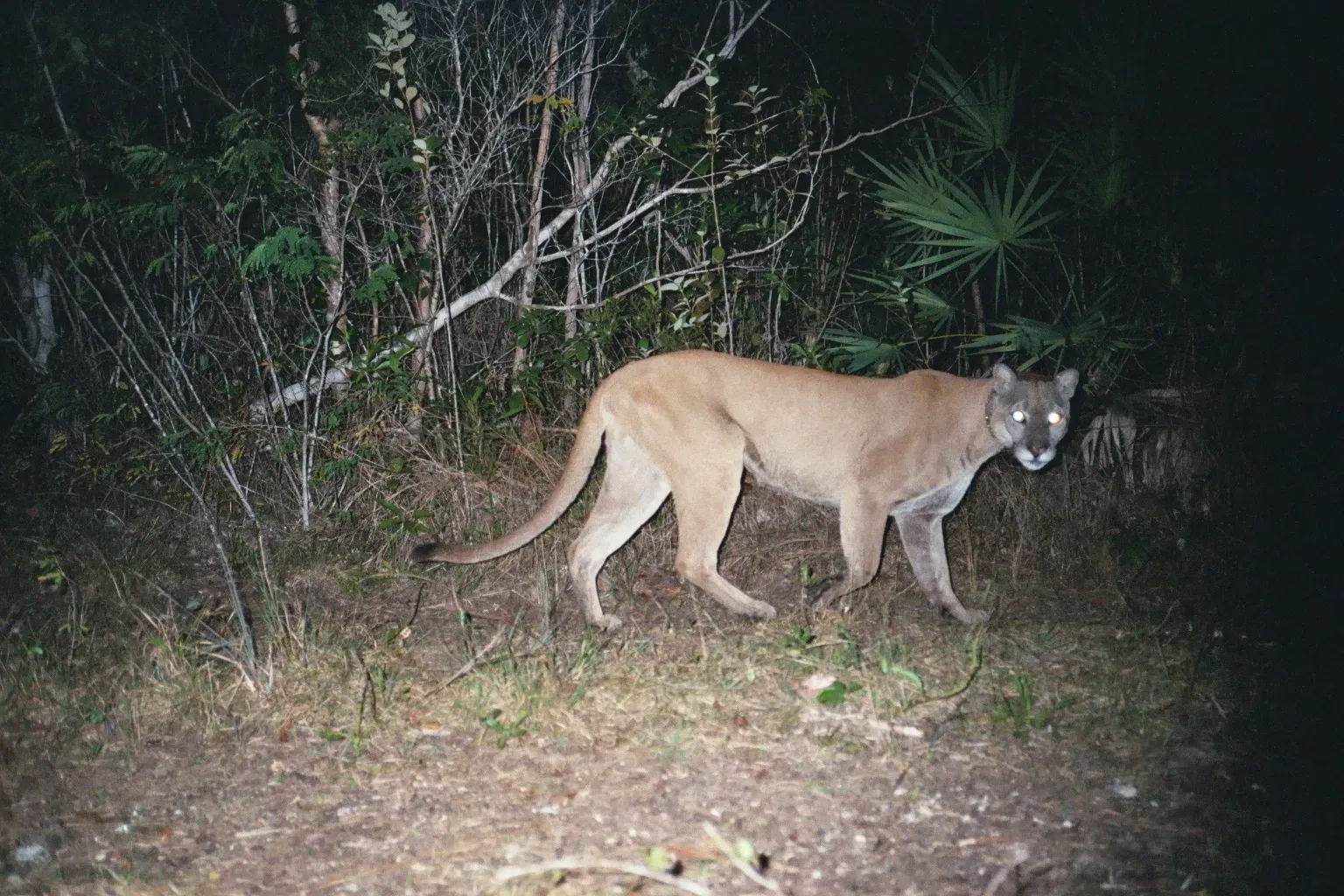 They're Battling Invasive Species for Food (Image Credits: Wikimedia)