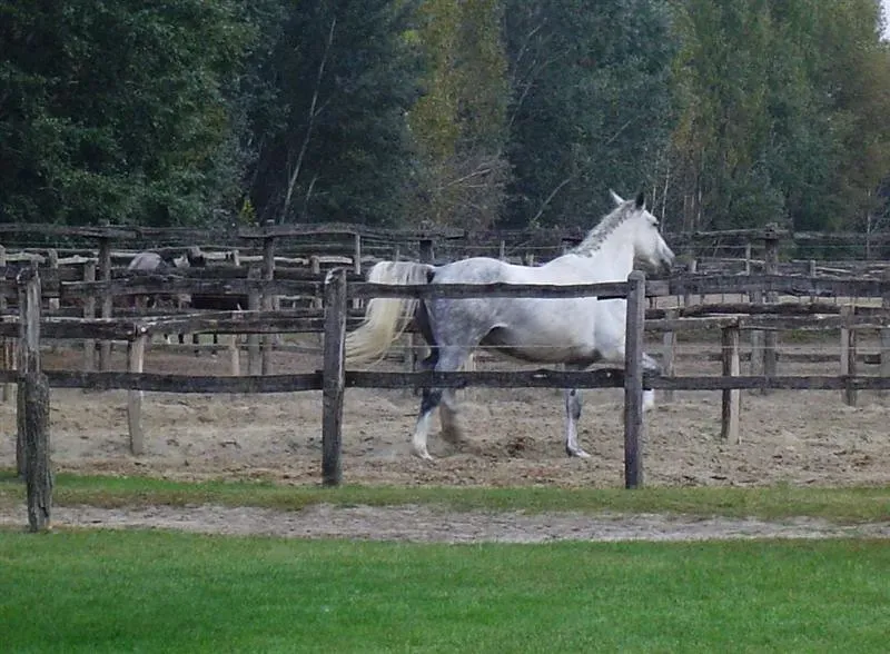 #10 - Lipizzaner (Image Credits: Flickr)