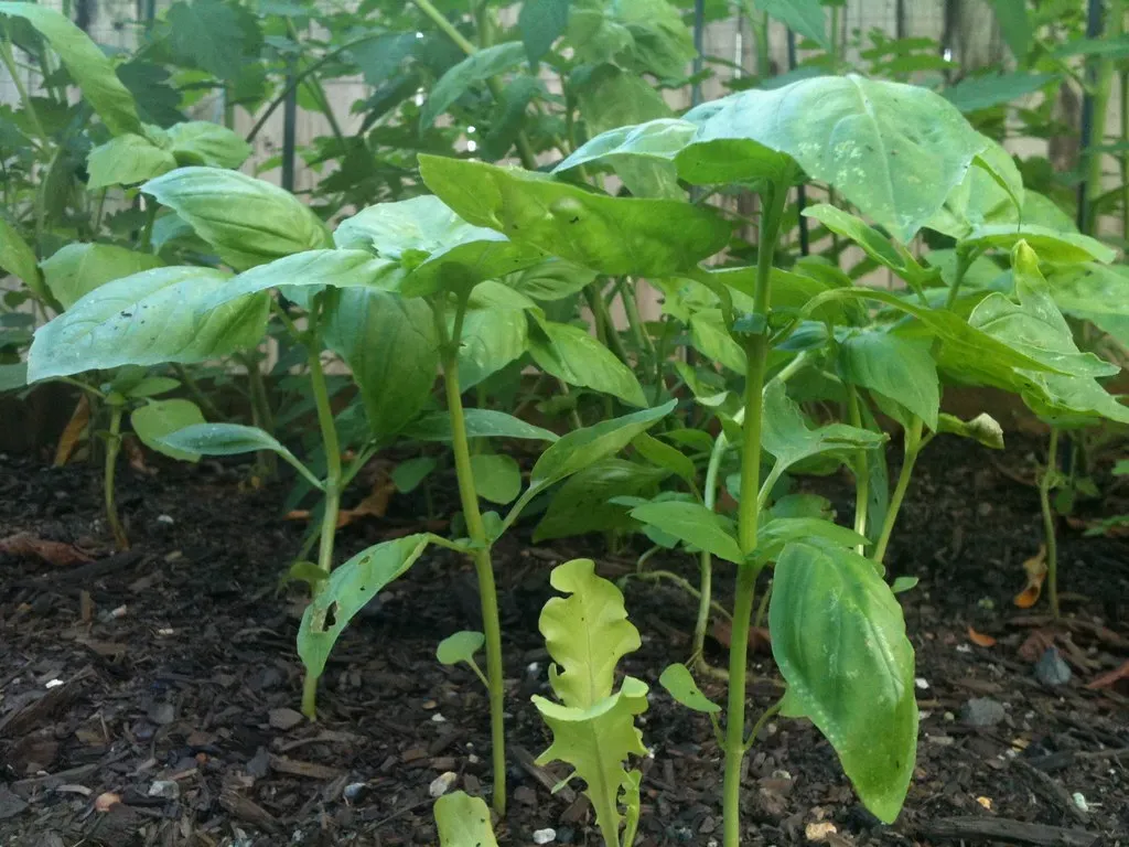 6. Plant Basil Generously and Harvest It Often (fifikins, Flickr, CC BY 2.0)