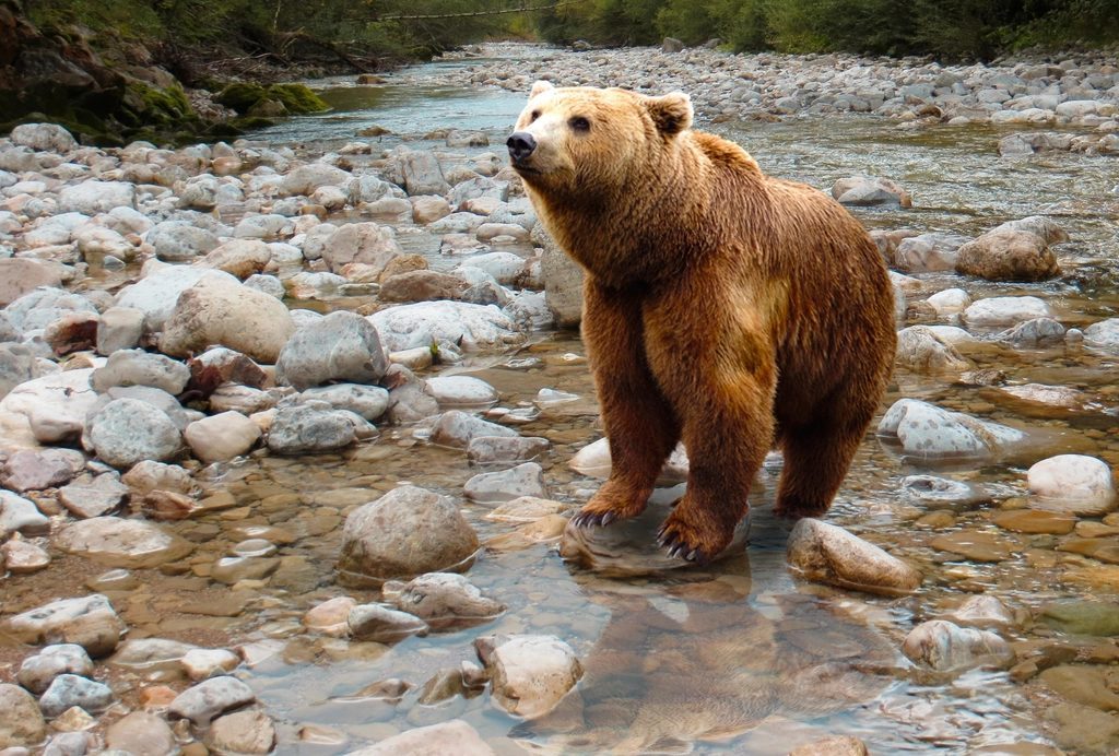 Grizzly and Wolf Discovery Center, Montana (Image Credits: Rawpixel)