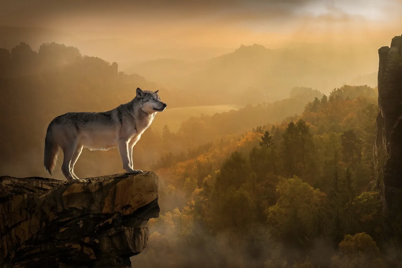 Misconceptions About Lone Wolf Behavior (Image Credits: Pixabay)