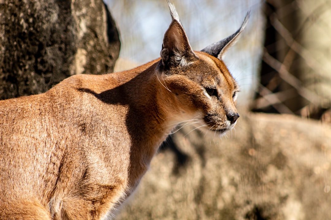 Caracal: The Desert Cat with Exceptional Needs (Image Credits: Unsplash)