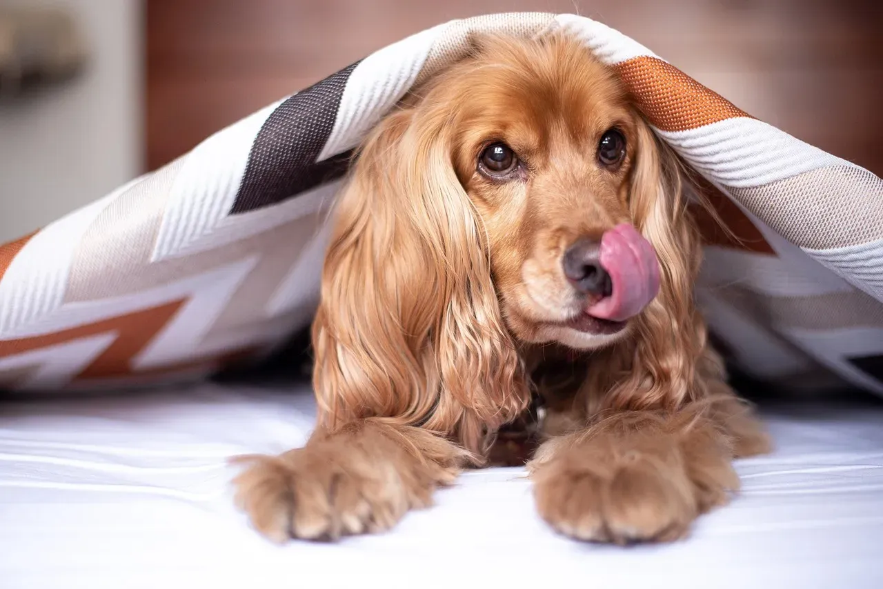#3: The Emotional Weight Behind the Lick Goes Back to Puppyhood (Image Credits: Pixabay)