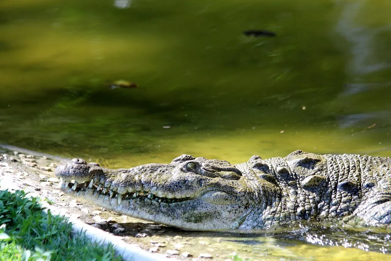 American Crocodile: The Coastal Guardian (Image Credits: Pixabay)