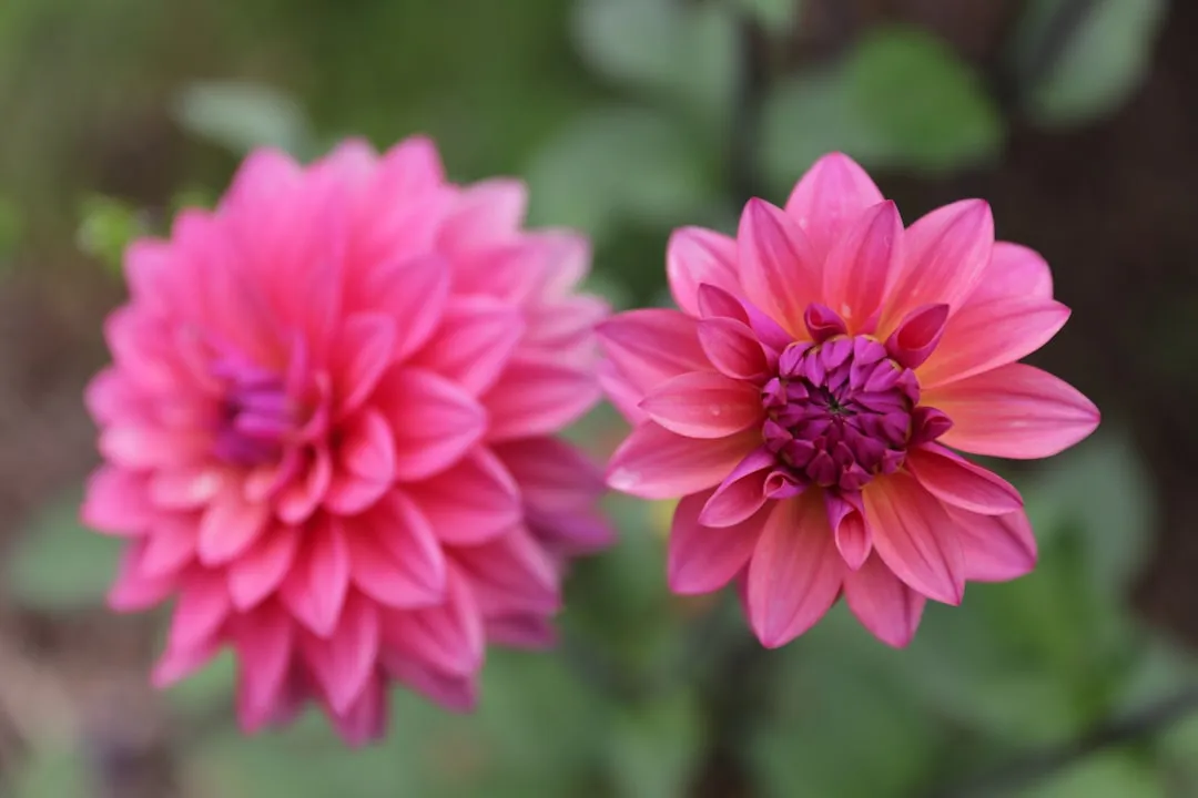 4. Planting Double-Flowered Varieties (Image Credits: Unsplash)