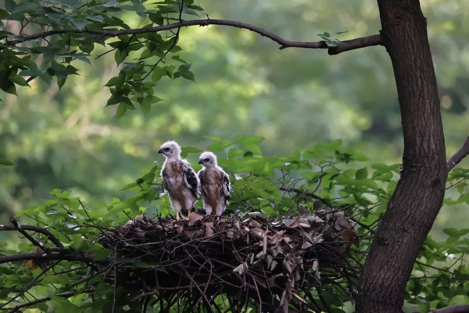 #3 - There's Almost Always a Nest, Eggs, or Chicks at Stake (Image Credits: Pexels)
