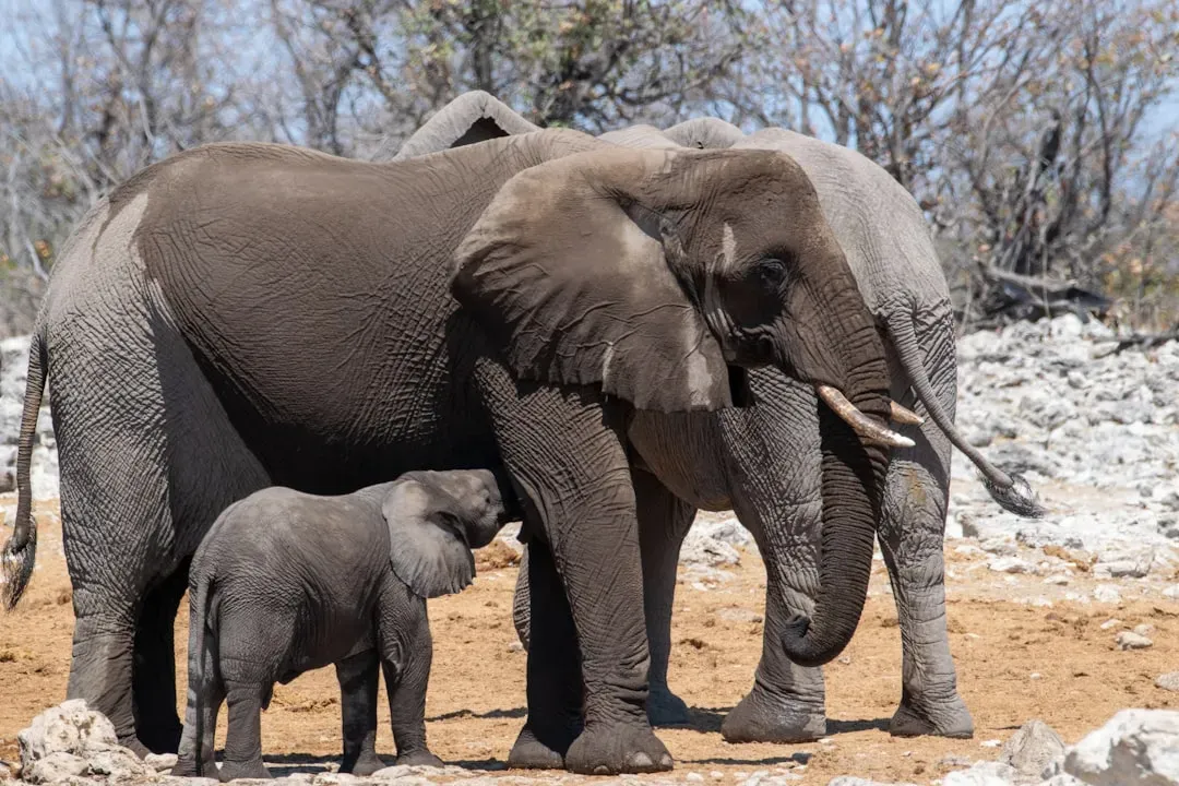 4. It Is More Closely Related to Elephants Than to Pigs (Image Credits: Unsplash)