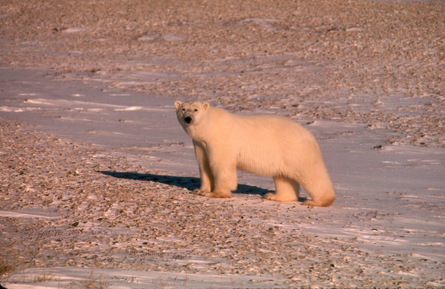 The Solitary Strength Strategy (Image Credits: Wikimedia)