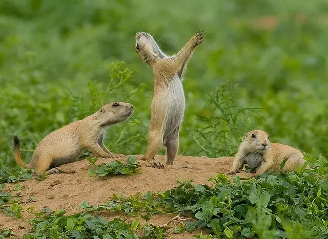 The Jump-Yip Is One of Nature's Most Mysterious Gestures (USFWS Mountain Prairie, Flickr, CC BY 2.0)