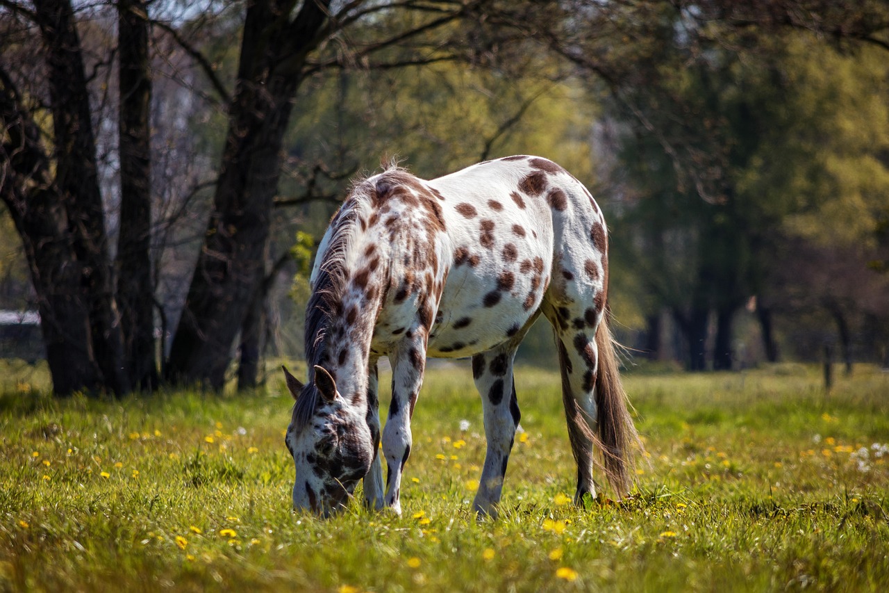 Appaloosa: The Distinctive Sport Horse (Image Credits: Pixabay)
