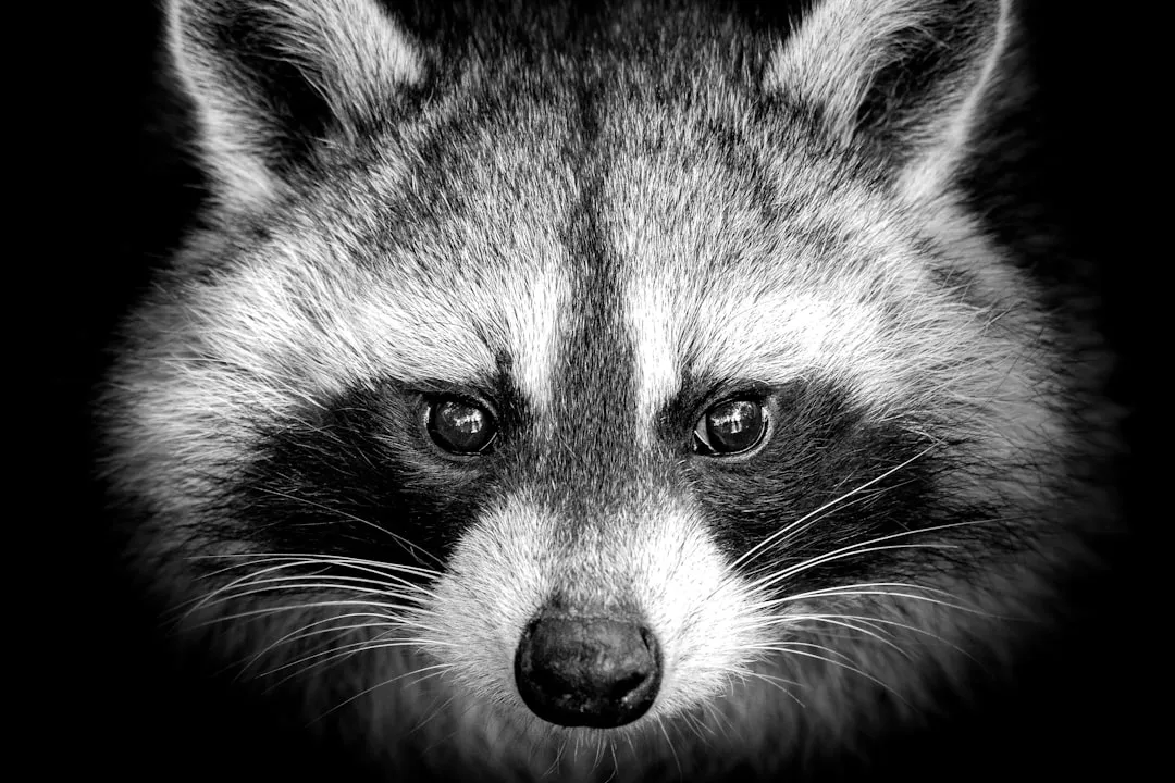 The Bottom Line on Nightly Raccoon Visits (Image Credits: Unsplash)
