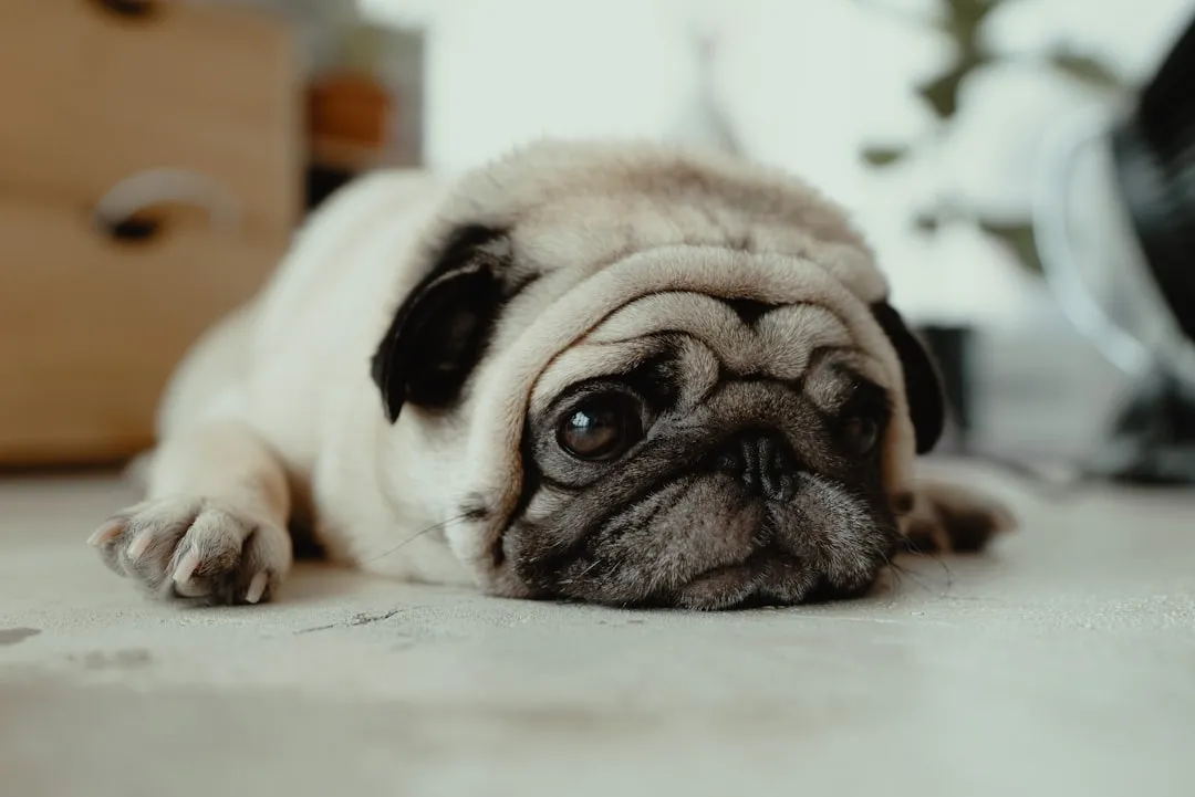 #8 Pug (Image Credits: Unsplash)
