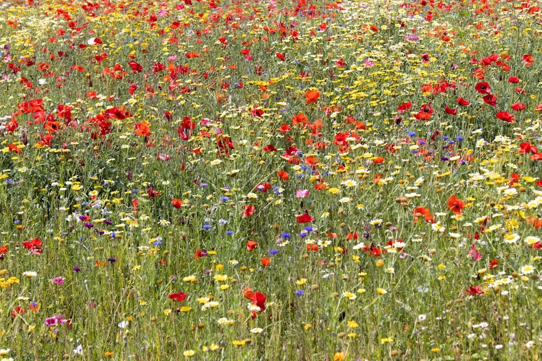 #5 - Native Grass and Wildflower Mixes That Turn Lawns Into Living Habitat (Image Credits: Unsplash)