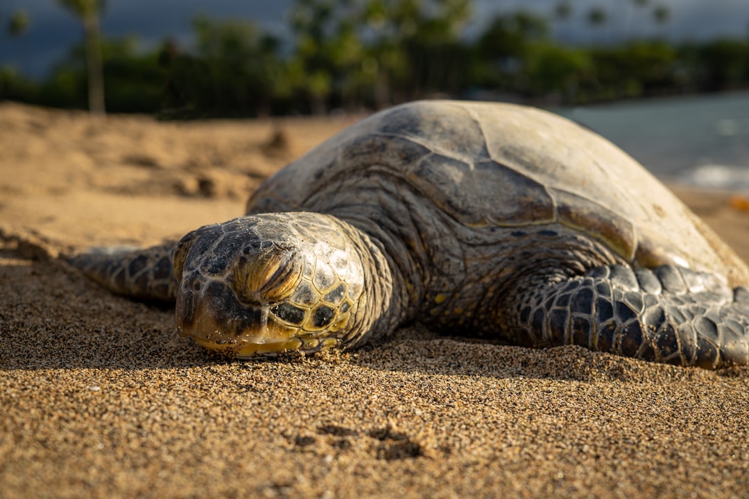 The Turtle: Foundation of All Earth (Image Credits: Unsplash)