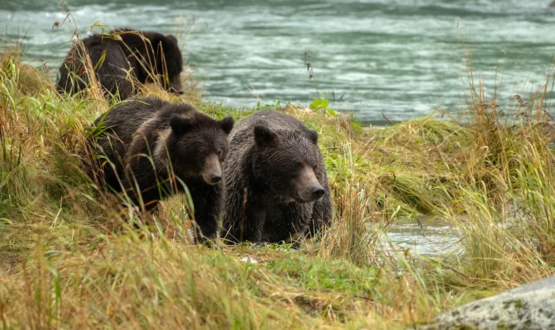 Katmai National Park, Alaska &ndash; Where Bears Outnumber People (Image Credits: Unsplash)