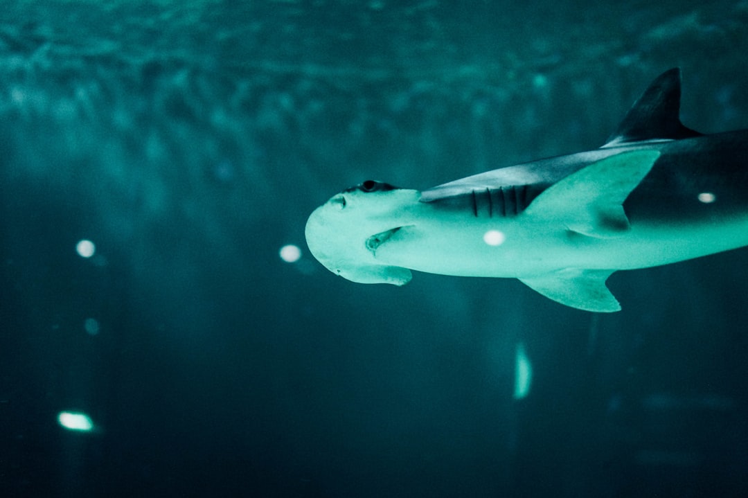 The Hammerhead Friendship Networks (Image Credits: Unsplash)