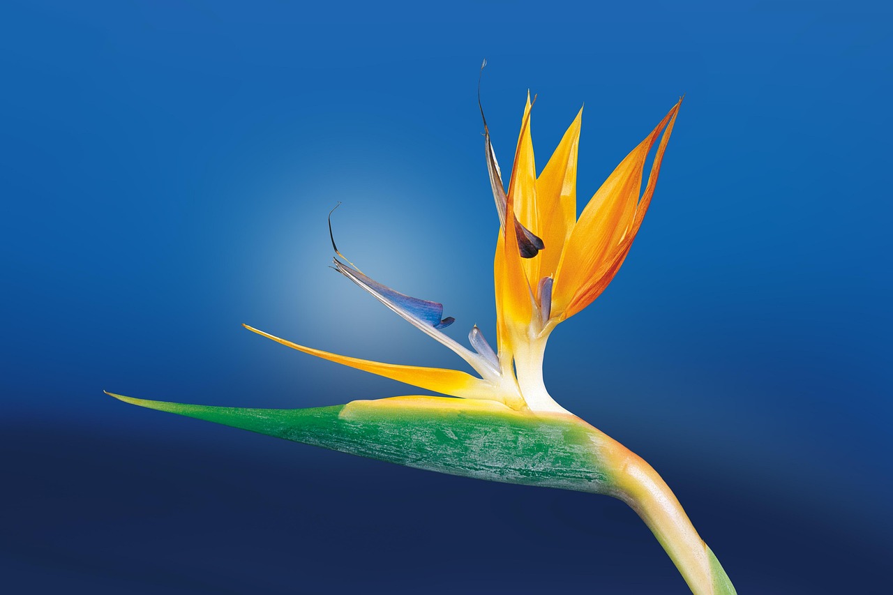 7. Bird of Paradise - The Exotic Showpiece (Image Credits: Pixabay)