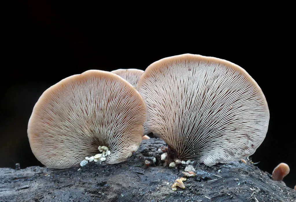 Two Types of Fungi, Two Very Different Outcomes (Image Credits: Flickr)