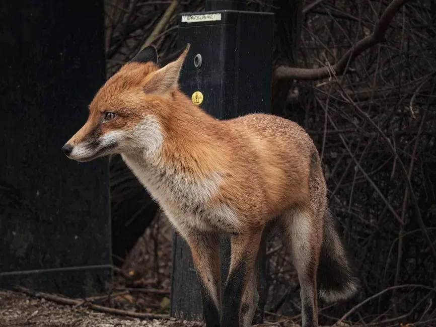 From Countryside to Concrete: How Urban Foxes Got Here (Image Credits: Pexels)
