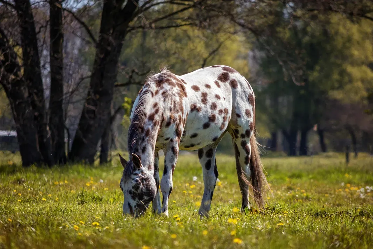 Masters of the Horse: Breeding Traditions and the Legacy of the Appaloosa (Image Credits: Pixabay)