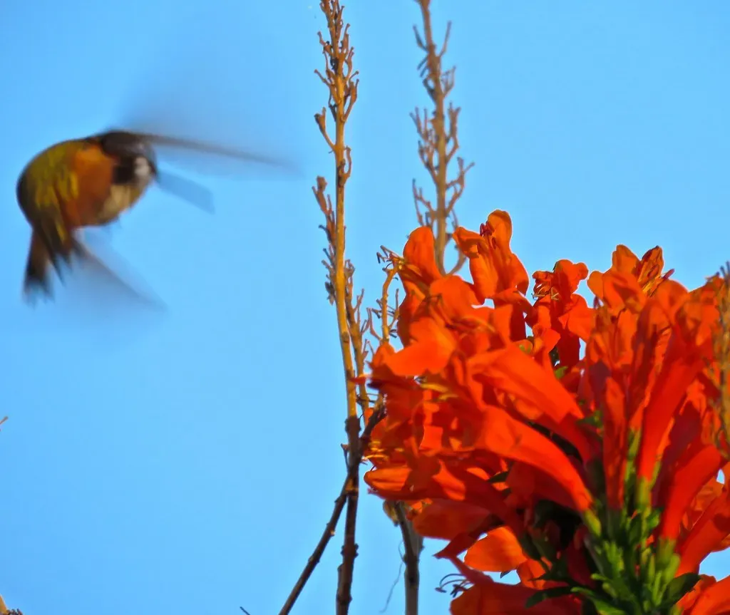 #3: They're the Only Birds That Can Fly Backwards (Chic Bee, Flickr, CC BY 2.0)