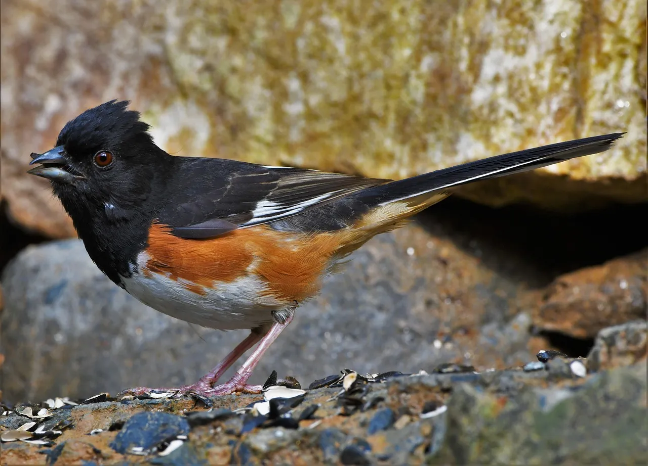 Eastern Towhee (Image Credits: Pixabay)