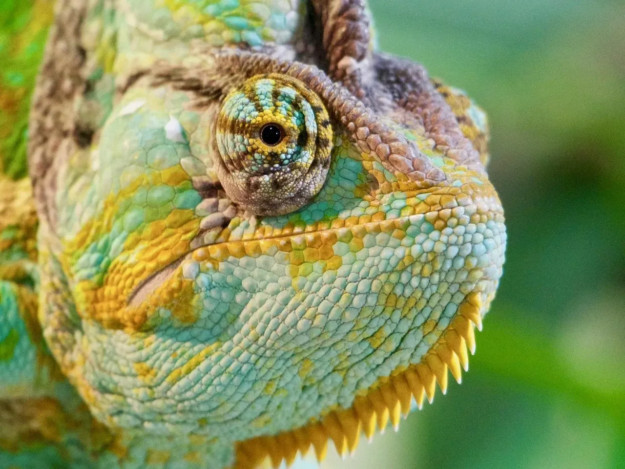 6. Borrowed Danger: The Genius of Mimicry and Pretending to Be Deadly (Image Credits: Pixabay)