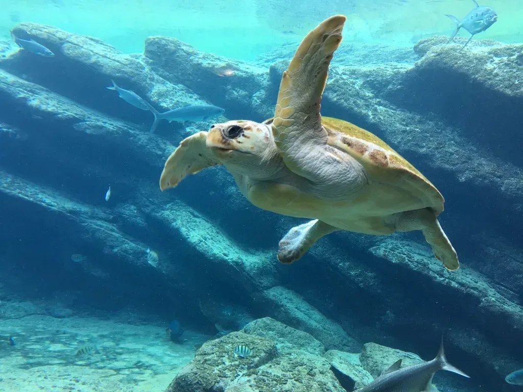 9. Loggerhead Sea Turtle - Built for Oceans, Threatened by Everything in Them (Image Credits: Rawpixel)