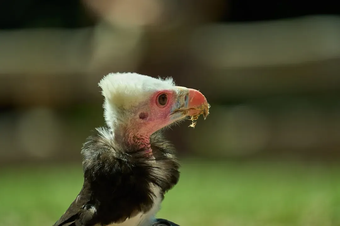 They Only Raise One Chick Every Two Years (Image Credits: Unsplash)