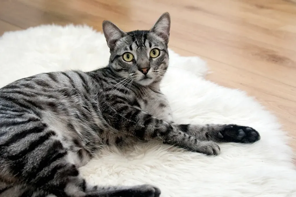 12. Egyptian Mau Cat (Image Credits: Rawpixel)