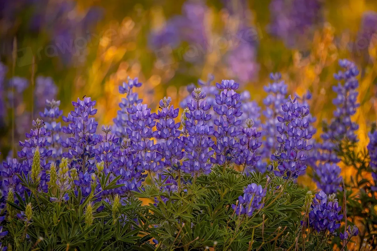 6. Wild Lupine: The Rare Bloom an Endangered Butterfly Depends On (Image Credits: Rawpixel)