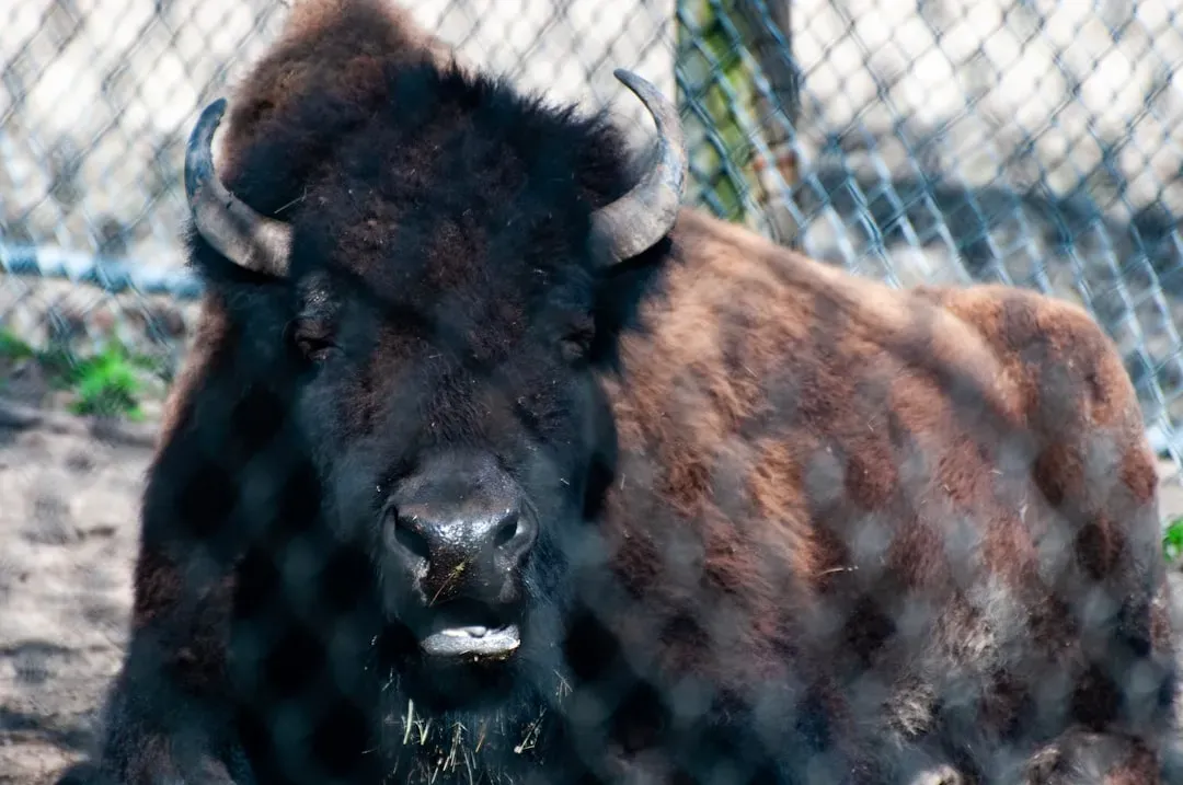 Taurus: The Caged Bull (Image Credits: Unsplash)