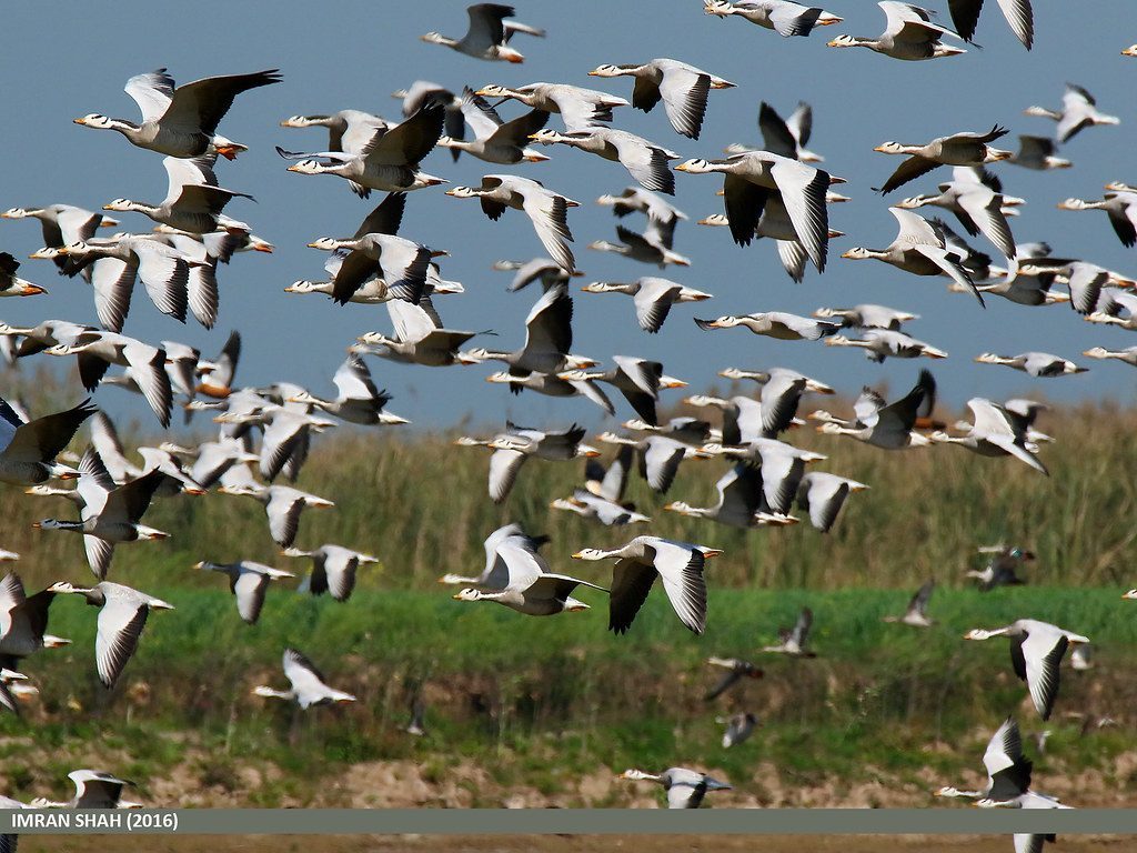Bar-Headed Geese: The High-Altitude Champions (Image Credits: Flickr)