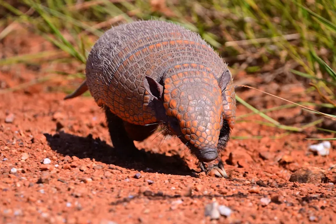 5. Pangolins: Keystone Diggers Under Serious Threat (Image Credits: Unsplash)
