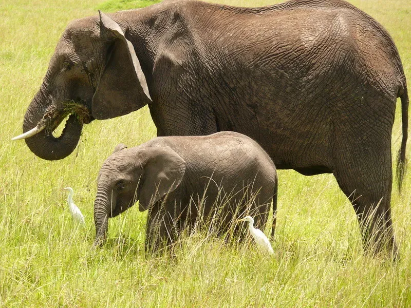 Gentle Caresses from Powerful Trunks (Image Credits: Flickr)