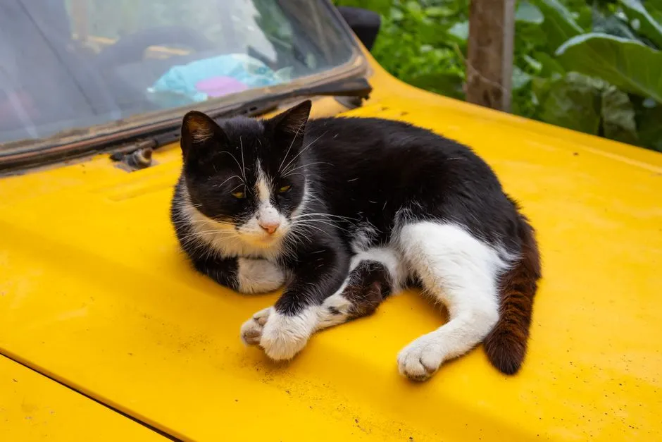 #4 - Letting Cats Ride Loose in Cars with the Windows Down (Image Credits: Pexels)