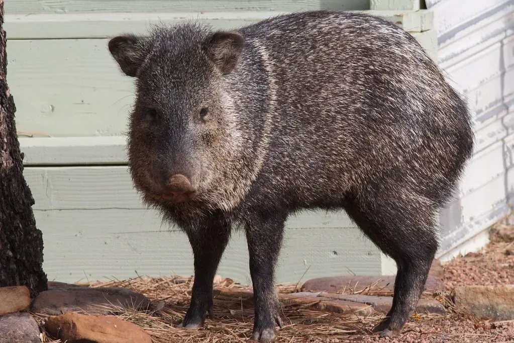 Cancer (June 21 &ndash; July 22): The Javelina (cogdogblog, Flickr, CC BY 2.0)