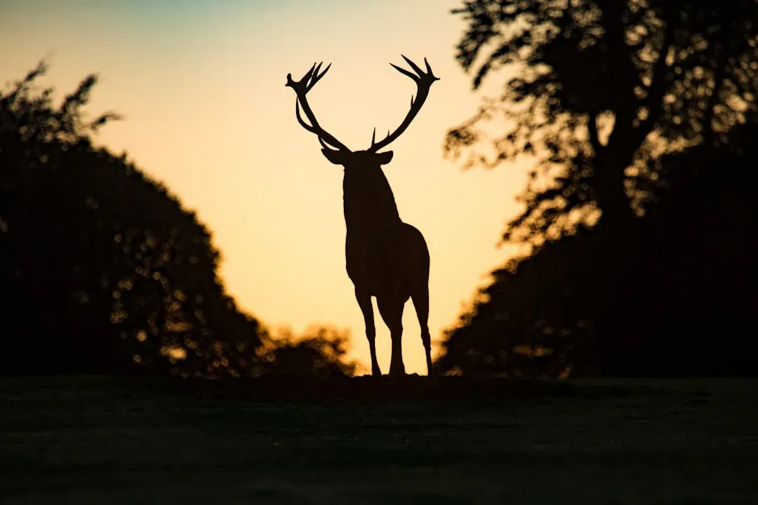 Understanding Deer Activity Patterns (Image Credits: Unsplash)