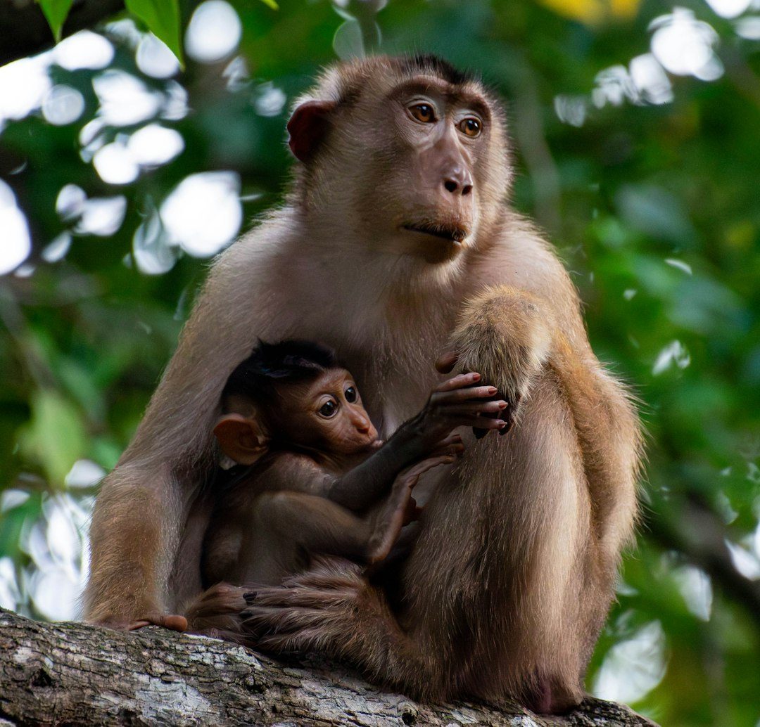 Chimp Haven, Louisiana (Image Credits: Unsplash)