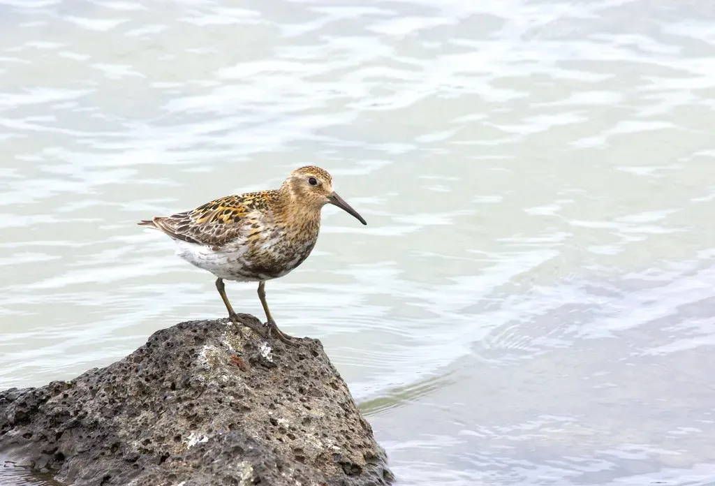 The Pribilof Rock Sandpiper: A Master of Camouflage (Gregory "Slobirdr" Smith, Flickr, CC BY-SA 2.0)