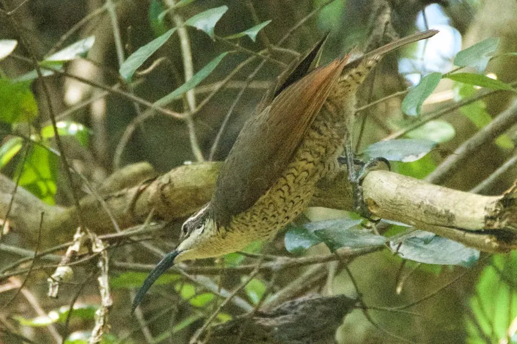 Beyond the Lyrebird: Nature's Other Feather Tricks (Image Credits: Flickr)