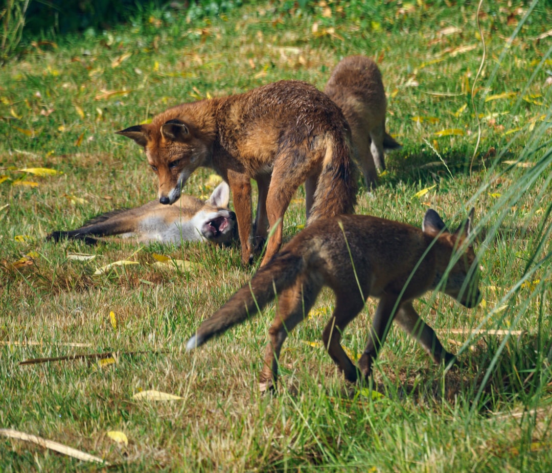 The Last Resort Combat Strategy (Image Credits: Unsplash)