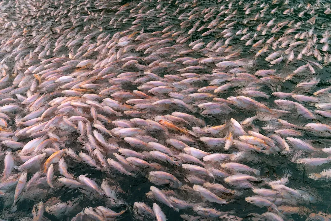 Fish Are on the Move Too (Image Credits: Unsplash)