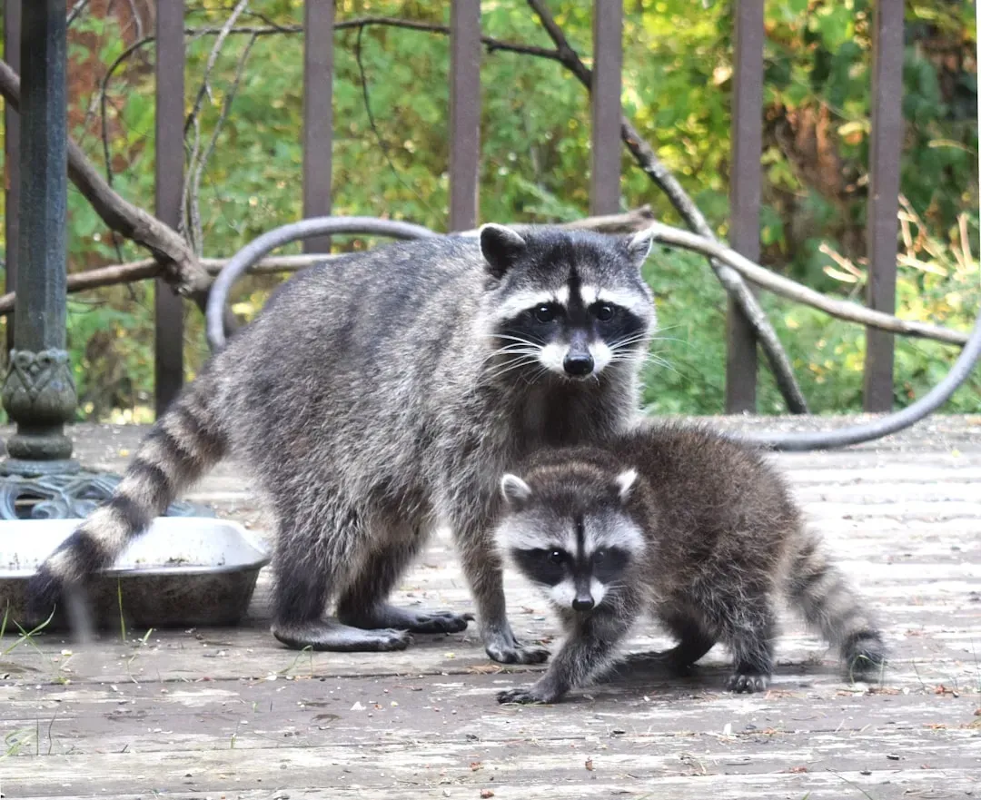 Raccoons Are Not the Solitary Loners People Assume (Image Credits: Unsplash)