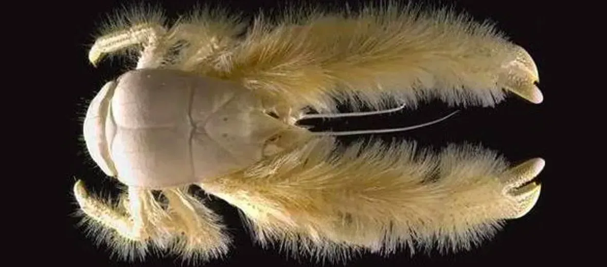 Yeti Crabs: The Fuzzy Farmers of Deep-Sea Vents (Image Credits: Source:Animalfactguide.com)