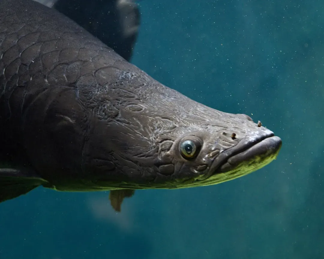 The European Eel: A Spawning Event No Human Has Ever Witnessed (Image Credits: Unsplash)